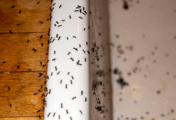 Best Emergency Pest Control  in Pulaski, NY